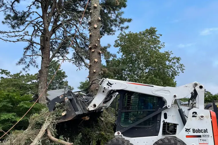 Bobcat loader removing tree sections