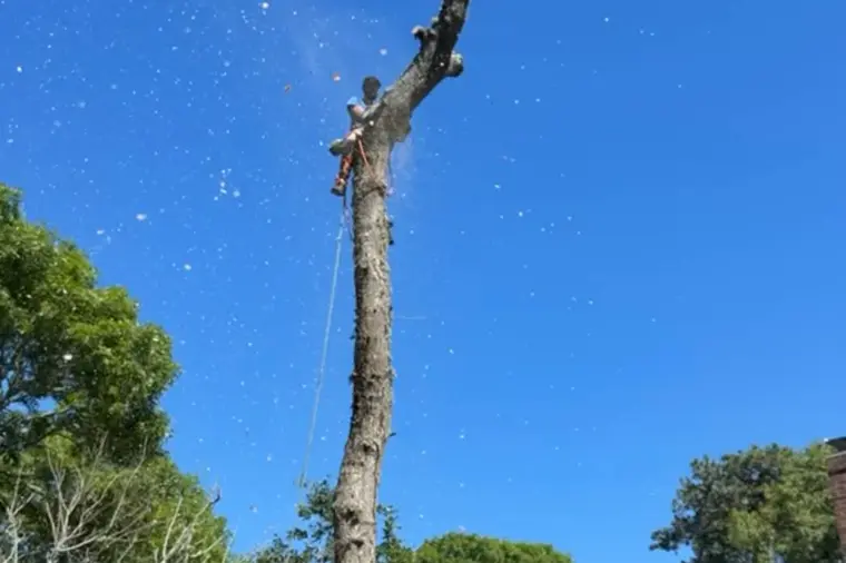 Climber cutting the top of a large tree in Cape Cod
